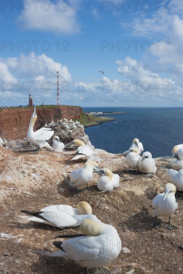 Group of gannets (Morus bassanus) (synonym: Sula bassana) on sandstone cliffs, clear blue sky, lighthouse, transmission mast, coastline, one animal sticks its head up, courtship behaviour, greeting, territory, gannet colony with many nests and downy chicks, fluff, chick fluff, ground nests, many animals, adult, juvenile, nesting, nesting sites, nesting site, parents, animal children, rocky coast, blue sea, water, sunny day, guillemot cliffs, North Sea island of Heligoland, Schleswig-Holstein, Germany