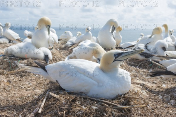 Gannet (Morus bassanus) (synonym: Sula bassana) sitting on nest and brooding with closed eyes, close-up, portrait, portrait, relaxed, sleeping, resting, plumage care, colony, gannet colony with many nests and fluffy chicks, fluff, chick fluff, earth nests, many animals, adult, juvenile, rocky coast, blue sea, water, sunny day, guillemot rock, North Sea island Helgoland, Schleswig-Holstein, Germany