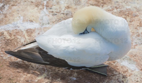 A gannet (Morus bassanus) (synonym: Sula bassana) relaxes and preens its plumage, beak sunk into the plumage, resting, sleeping, relaxation, close-up, portrait, portrait on red sandstone rock, the black and white plumage is shown in detail, feather, feathers, sunny day, gannet colony Lummenfelsen, North Sea island Helgoland, Schleswig-Holstein, North Sea, Germany