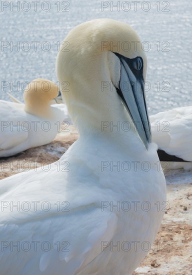 A gannet (Morus bassanus) (synonym: Sula bassana) relaxes and preens its plumage, closed eye, large beak with feather, resting, close-up, close-up, portrait, portrait, sea in the background, the white plumage is shown in detail, feather, feathers, water of the North Sea, sunny day, gannet colony Lummenfelsen, North Sea island Helgoland, Schleswig-Holstein, North Sea, Germany