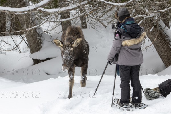 Photographer Veronique Amiard photographs a young moose approaching her, Gaspesie national park, Province of Quebec, Canada, north America