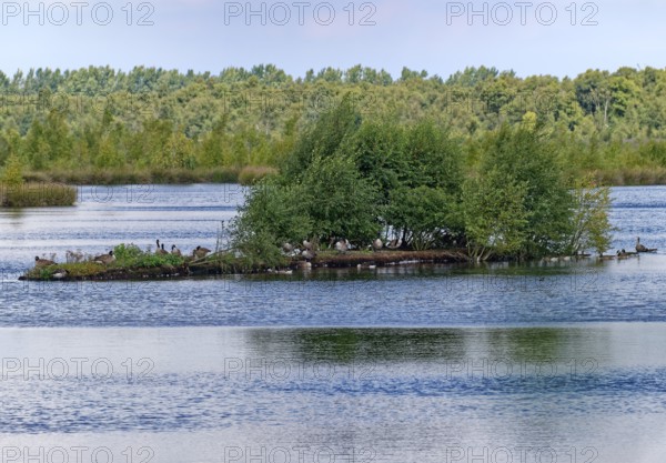 Waterfowl on an island in the lake of the Fockbeker Moor. The Fockbeker Moor is a nature reserve in the Schleswig-Holstein municipalities of Fockbek and Hohn in the district of Rendsburg-Eckernförde. Fockbek, Schleswig-Holstein, Germany