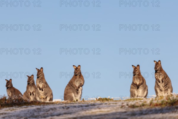 A group of red-necked wallabies (Macropus rufogriseus) sit side by side on top of a small hill in a meadow covered in hoarfrost, enjoying the last sunlight of the day. A blue sky can be seen behind them. Captive, Australia