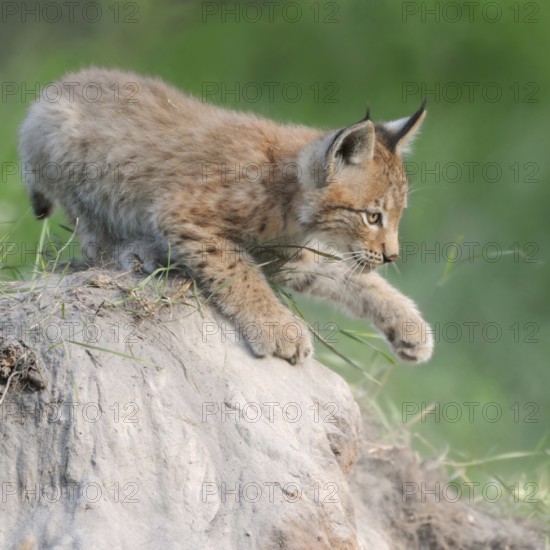 Playful... Eurasian lynx (Lynx lynx), young lynx training, practising his strength and dexterity on a small mound of earth, series animal children, funny animal pictures, native nature, captive, North Rhine-Westphalia, Germany, Western Europe