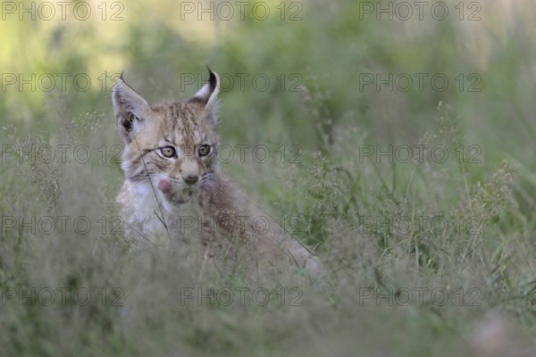 Licking tongue... Eurasian lynx (Lynx lynx), young lynx sitting in high grass, licking with tongue, series animal children, funny animal pictures, cute wild cats, native nature, captive, North Rhine-Westphalia, Germany, Western Europe
