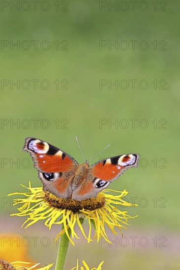 Peacock butterfly (Aglais io), on a yellow flower of a Great Telekie (Telekia speciosa), Wilnsdorf, North Rhine-Westphalia, Germany