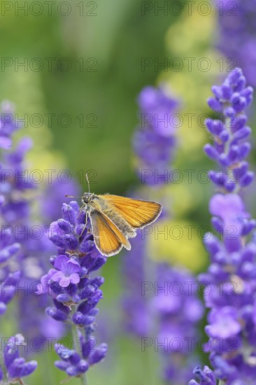 Large skipper (Ochlodes venatus), collecting nectar from a flower of Common lavender (Lavandula angustifolia), close-up, macro photograph, Wilnsdorf, North Rhine-Westphalia, Germany
