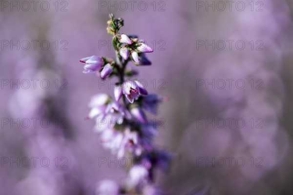 Heather (Calluna vulgaris), Emsland, Lower Saxony, Germany