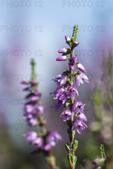 Heather (Calluna vulgaris), Emsland, Lower Saxony, Germany