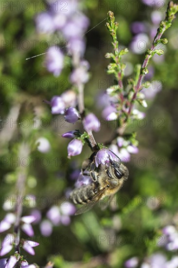 Honey bee (Apis mellifera) on heather (Calluna vulgaris), Emsland, Lower Saxony, Germany