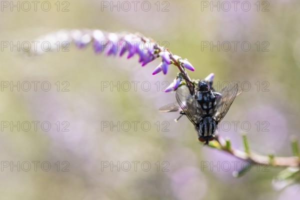 Blowfly (Melinda gentilis) on heather (Calluna vulgaris), Emsland, Lower Saxony, Germany