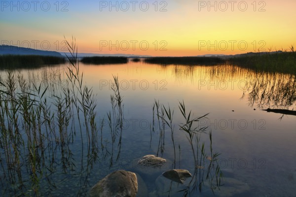 Reed belt on Lake Murten at dawn, Canton of Fribourg, Switzerland