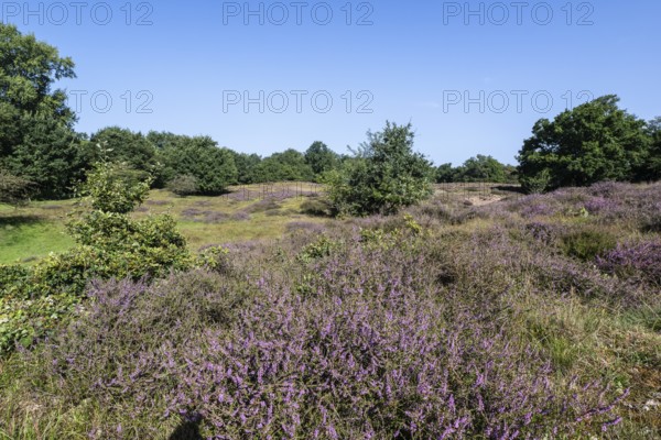 Flowering heather (Calluna vulgaris) in the Hutewald, Emsland, Lower Saxony, Germany