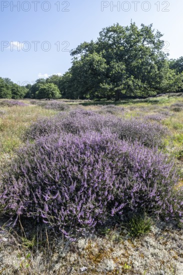 Flowering heather (Calluna vulgaris) in the Hutewald, Emsland, Lower Saxony, Germany