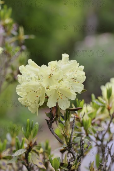 Rhododendron flowers (Rhododendron Homer), yellow flowers in a garden, Wilnsdorf, North Rhine-Westphalia, Germany