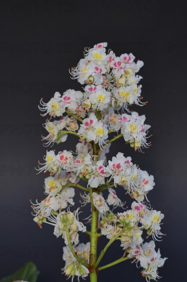 Horse chestnut (Aesculus hippocastanum), flower, inflorescence against a black background, Wilnsdorf, North Rhine-Westphalia, Germany
