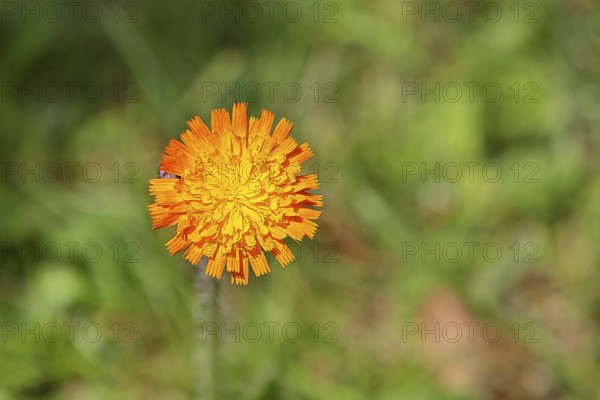 Orange hawkweed, orange-red hawkweed (Hieracium aurantiacum), flower on a rough meadow, Wilnsdorf, North Rhine-Westphalia, Germany