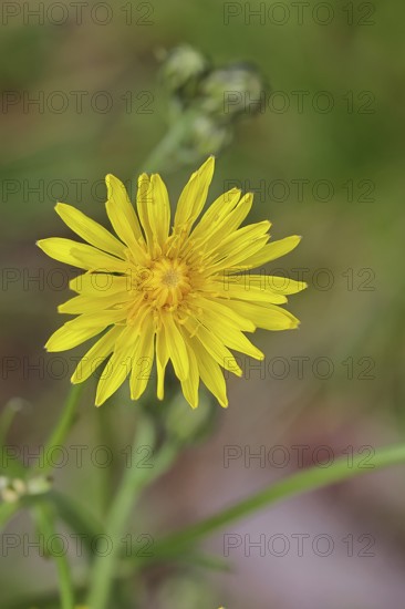 Meadow peony (Crepis biennis), yellow flower by the wayside, Wilnsdorf, North Rhine-Westphalia, Germany