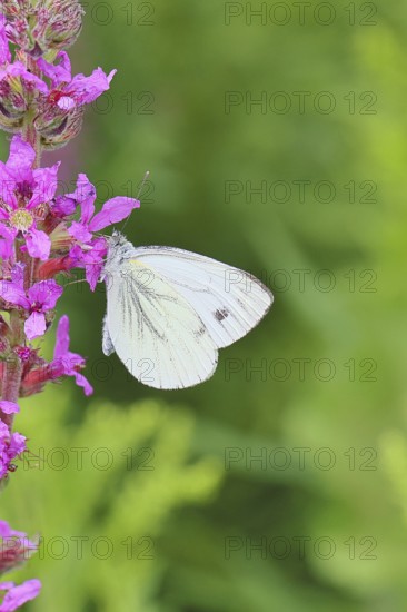 A Cabbage butterfly (Pieris brassicae) sucking nectar on the flower of the purple loosestrife (Lythrum salicaria), in a natural environment in the wild, nice bokeh in the background, Wildlife, Insects, Butterflies, Butterflies, Wilnsdorf, North Rhine-Westphalia, Germany