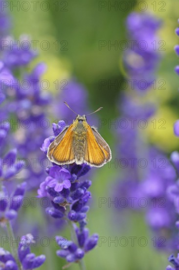 Large skipper (Ochlodes venatus), collecting nectar from a flower of Common lavender (Lavandula angustifolia), close-up, macro photograph, Wilnsdorf, North Rhine-Westphalia, Germany