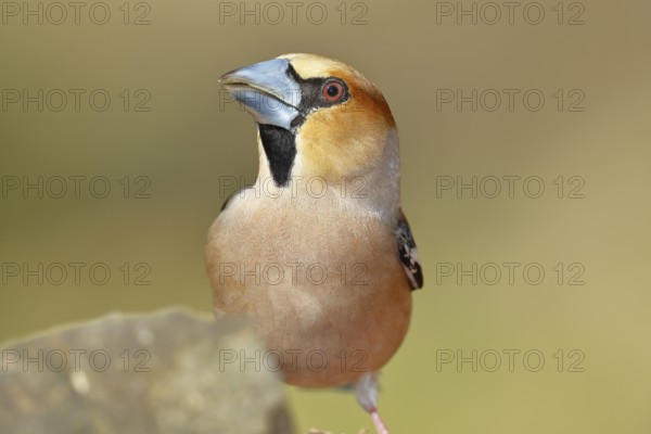 Hawfinch (Coccothraustes coccothrautes), on the ground in the forest, Wilnsdorf, North Rhine-Westphalia, Germany