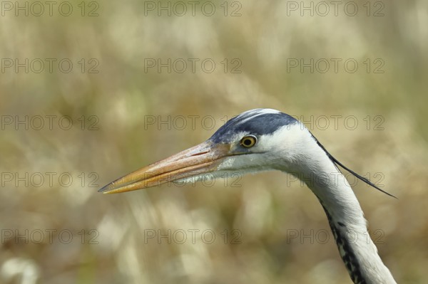 Grey heron (Ardea cinerea), attentive gaze, animal portrait, Wilnsdorf, North Rhine-Westphalia, Germany