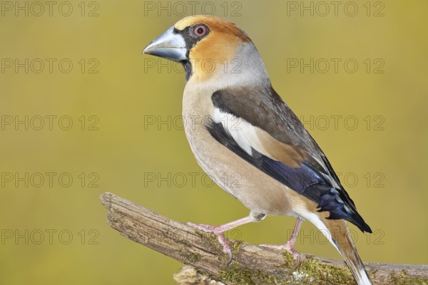 Hawfinch (Coccothraustes coccothrautes), on a branch in the forest, Wilnsdorf, North Rhine-Westphalia, Germany