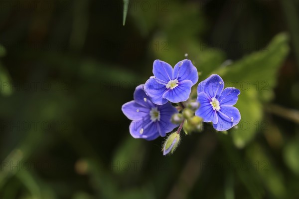 Gamander speedwell (Veronica chamaedrys), flowers in a deciduous forest, blue blossom, spring, Wilnsdorf, North Rhine-Westphalia, Germany