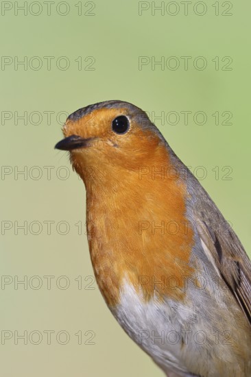Robin (Erithacus rubecula) looking attentively, animal portrait, Wilnsdorf, North Rhine-Westphalia, Germany