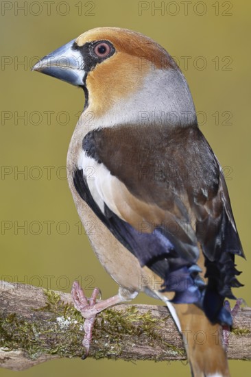 Hawfinch (Coccothraustes coccothrautes), on a branch in the forest, Wilnsdorf, North Rhine-Westphalia, Germany