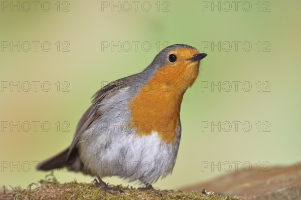 Robin (Erithacus rubecula) on mossy forest floor, looking attentively, animal portrait, Wilnsdorf, North Rhine-Westphalia, Germany