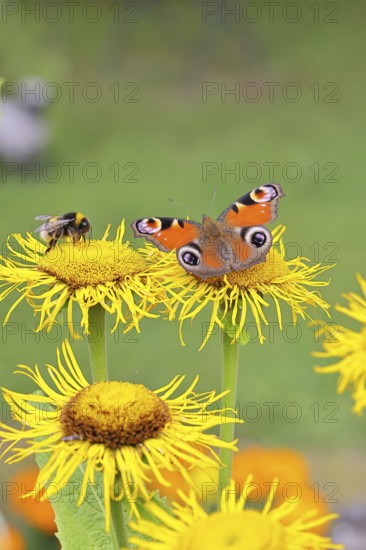 Peacock butterfly (Aglais io), together with a Bombus magnus (Bombus terrestris), on a yellow flower of a Great Telekie (Telekia speciosa), Wilnsdorf, North Rhine-Westphalia, Germany