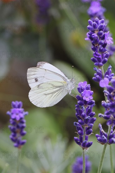 A Cabbage butterfly (Pieris brassicae) sucking nectar on the flower of true lavender (Lavandula angustifolia), in a natural environment in a garden, nice bokeh in the background, close-up, wildlife, insects, butterflies, butterflies, Wilnsdorf, North Rhine-Westphalia, Germany