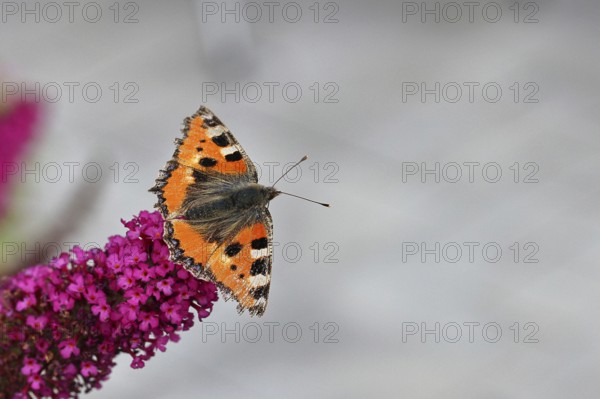 Small tortoiseshell (Aglais urticae), on butterfly bush (Buddleja davidii), Wilnsdorf, North Rhine-Westphalia, Germany