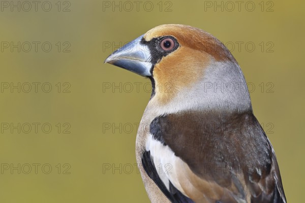 Hawfinch (Coccothraustes coccothrautes), on a branch in the forest, animal portrait, Wilnsdorf, North Rhine-Westphalia, Germany