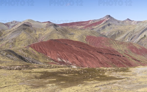 Grazing alpacas (Vicugna pacos), with colourful mountains in the background, Checacupe district, Cusco, Peru