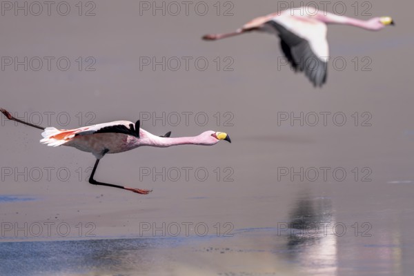 James flamingo (Phoenicoparrus jamesi), starts on a frozen lake, Laguna Cañapa, lagoon route, San Pedro de Quemes, Departamento Potosí, Bolivia