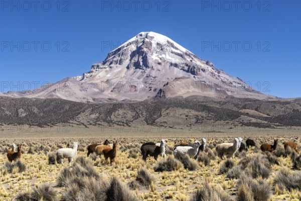 Alpacas (Vicugna pacos) in front of the snow-covered Sajama volcano, puna vegetation, in Sajama National Park, Curahuara de Carangas, Departamento Oruro, Bolivia