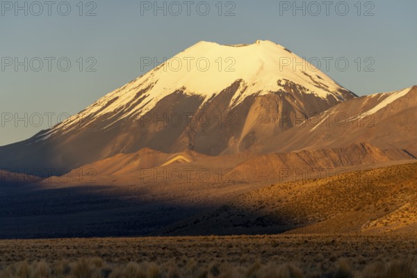 Snow-covered Parinacota volcano at dawn, Sajama National Park, Puna vegetation, Curahuara de Carangas, Departamento Oruro, Bolivia