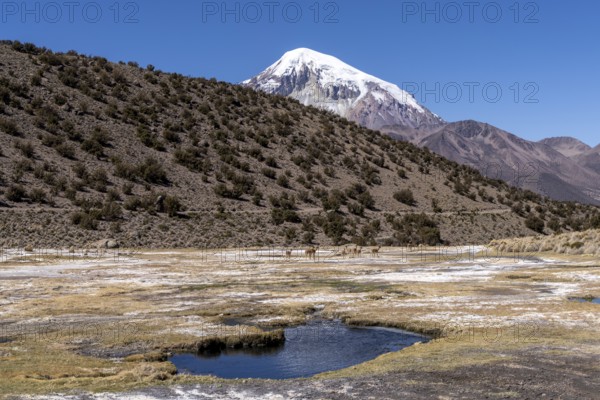 Vicuñas (Vicugna vicugna) behind a thermal spring, with hot water, in Sajama National Park, Curahuara de Carangas, Departamento Oruro, Bolivia