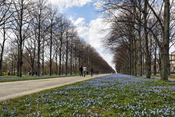 Blue stars, Scilla, walkers in the Herrenhäuser Allee, Georgengarten, Herrenhäuser Gärten, landscape garden, Cumulus, Hanover, Lower Saxony, Germany