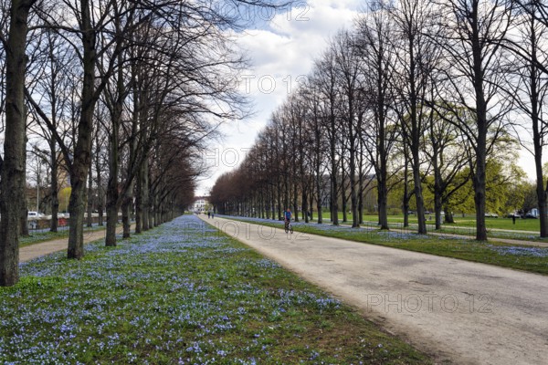 Scilla, cyclist in the Herrenhäuser Allee, Georgengarten, Herrenhäuser Gärten, landscape garden, Cumulus, Hanover, Lower Saxony, Germany
