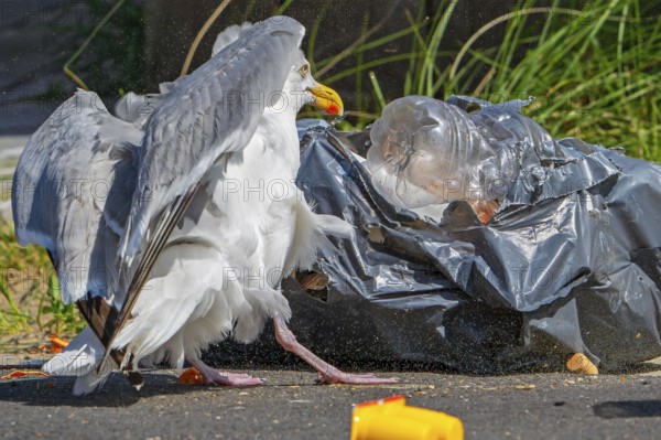 Bird nuisance by herring gull tearing up rubbish bag and feeding on trash, household refuse and garbage leaving a mess on street in coastal town