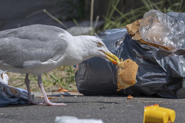 Herring gull with bread in beak from rubbish bag, feeding on trash, household refuse and garbage leaving a mess on street in coastal town