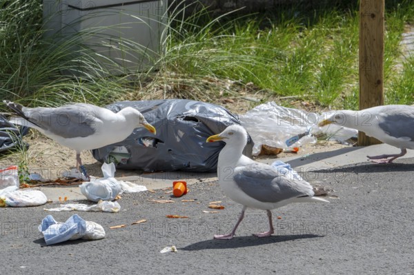Bird nuisance by herring gulls tearing up rubbish bag and feeding on trash, household refuse and garbage leaving a mess on street in coastal town