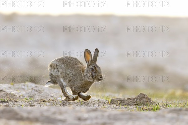 European rabbit, common rabbit (Oryctolagus cuniculus) running in the dunes at dawn in spring