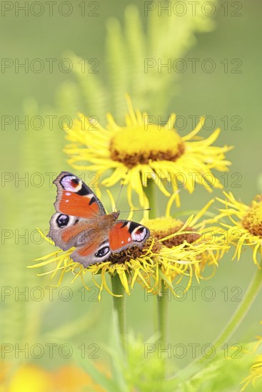 Peacock butterfly (Aglais io), on a yellow flower of a Great Telekie (Telekia speciosa), Wilnsdorf, North Rhine-Westphalia, Germany