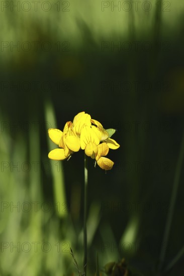 Bird's-foot Trefoil, Bird's-foot Trefoil (Lotus corniculatus), yellow flower in a meadow, Wilnsdorf, North Rhine-Westphalia, Germany