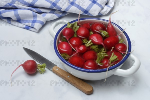 Radish in skin, in water, Raphanus sativus