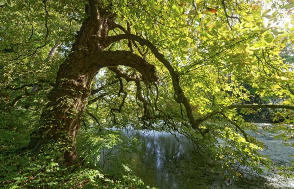 A gnarled tree, an old chestnut tree by a pond in Brenner Moor, . The Brenner Moor is a salt moor, FFH area, in the Traveniederung near Bad Oldesloe. Schleswig-Holstein, Germany